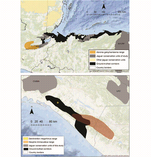 The Long-Nosed Bromeliad Salamander (Dendrotriton megarhinus) occurs exclusively within the ground-truthed jaguar corridor in Chiapas. Also shown are examples of overlap between JCUs/corridors and the distributions (EOOs) of the Brilliant Arboreal Alligator Lizard (Abronia gaiophantasma) and Downs&rsquo; Earth Snake (Geophis immaculatus).
