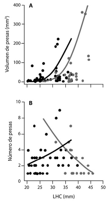 Relaci&oacute;n entre la LHC de individuos adultos de Craugastor rhodopis y A) volumen de cada presa consumida, y B) n&uacute;mero de presas consumidas. Puntos y l&iacute;neas de tendencia, gris representa a las hembras y negro a los machos. 