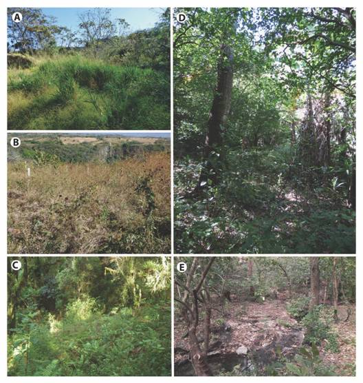Different types of early successional vegetation. a- Grassy vegetation with some dispersed, sun tolerant trees; b- early successional herbaceous vegetation; c- high montane forest edge; d- second growth premontane forest; d- second growth dry forest. (a, b, d: southwestern Central Valley; c: Talamanca mountain range; d: Palo Verde National Park).