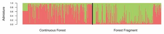 Population Bayesian assignment performed by Structure for Symphonia globulifera (Clusiaceae) seedlings in a continuous forest and in a forest fragment for two genetic clusters (K = 2). Each vertical bar represents an individual and is divided proportionally to the probability of assignment of each individual to a genetic cluster.