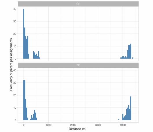 Frequency distribution of distances between parent pairs (m) assigned with Cervus for seedlings of Symphonia globulifera (Clusiaceae) growing in a continuous forest (CF) and in a forest fragment (FF), Costa Rica.