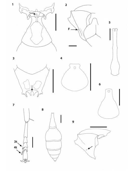 Polistinae genera. 1.Polistes dorsalis propodeal orifice (arrow), dorsal view, followed by first metasomal tergum. 2.P. erythrocephalus pronotum, lateral view (F = fovea). 3.Polybia occidentalis propodeal orifice (arrow), dorsal view. 4-6. First metasomal tergum, dorsal view, of Protopolybia acutiscutis (4), Mischocyttarus melanarius (5) and Polybia barbouri (6). 7.Mischocyttarus basimacula third (3t) and fourth segment (4t) of middle tarsus, dorsal view. 8.M. fraudulentus metasoma, dorsal view. 9.Polybia rejecta pronotum, lateral view, showing fovea (arrow).