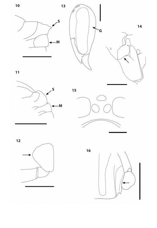 Polistinae genera. 10-11. Posterior edge of scutellum (S) and metanotum (M), lateral view, of Brachygastra mellifica (10) and Metapolybia aztecoides (11). 12.Epipona guerini fore coxa, anteroventral view. 13.Clypearia naumanni gena (G), lateral view. 14.Agelaia melanopyga mesepisternum dorsal groove (arrow), lateral view. 15.Apoica pallens ocelli, dorsal view. 16.Agelaia centralis posterolateral lamella on scutum (arrow), dorsal view.