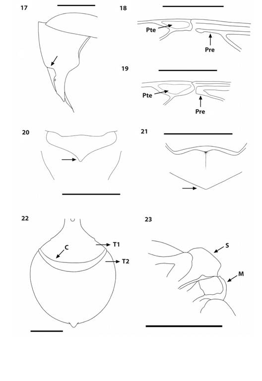 Polistinae genera. 17.Parachartergus apicalis curved pronotal carina, lateral view. 18-19. Relative length of prestigma (Pre) vs pterostigma (Pte) in P. fraternus (18) and Charterginus nevermanni (19). 20.Protopolybia panamensis metanotum with a posteromedial lobe, posterodorsal view. 21.Polybia parvulina metanotum without posteromedial lobe, posterodorsal view. 22.Charterginus nevermanni transverse carina (C) in front line separating the first (T1) and second metasomal terga (T2), dorsal view. 23.Nectarinella championi posterior edge of scutellum (S) and metanotum (M), lateral view.