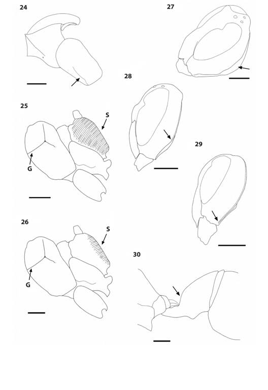Polistes species. 24.P. pacificus mesepisternum showing epicnemial groove (arrow), lateral view, pronotum above. 25-26. Mesosoma (excluding pronotum), lateral view, showing dorsal groove (G) on mesepisternum and striae (S) on propodeum, in P. canadensis (25) and P. goeldii (26). 27.P. occipitalis head, oblique lateral view, showing flange (arrow) formed by occipital carina. 28-29. Head, lateral view, showing relative extension of occipital carina (arrow indicates ventral limit) in P. pacificus (28) and P. bicolor (29). 30.P. bicolor first metasomal tergum, lateral view, showing upward slope of about 70° (arrow) beyond reception of propodeal muscle.