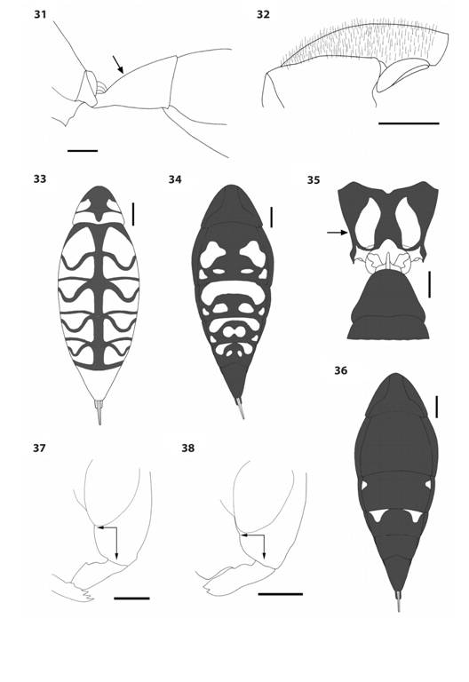 Polistes species. 31.P. deceptor first metasomal tergum, lateral view, showing upward slope of about 45° (arrow) beyond reception of propodeal muscle. 32.P. oculatus mesoscutum, lateral view, showing conspicuous hairs. 33-34.P. myersi metasomal color pattern in dorsal (33) and ventral (34) view. 35.P. myersi propodeal color pattern (arrow), posterodorsal view. 36.P. versicolor metasomal color pattern, ventral view. 37-38. Malar space, oblique anterior view, showing relative width (hoizontal arrow) and length (vertical arrow) in P. carnifex (37) and P. erythrocephalus (38).