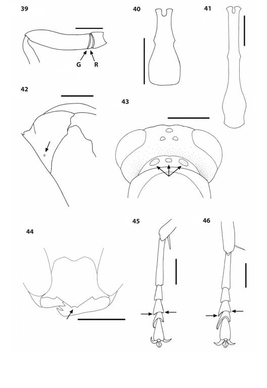 Mischocyttarus species. 39.M. melanarius fore femur, lateral view, showing groove (G) which delimits a ring (R) at base of femur (next to coxa). 40-41. First metasomal tergum, dorsal view, of M. carbonarius (40) and M. melanarius (41). 42.M. basimacula pronotum, lateral view, showing fovea (arrow). 43.M. collarellus head and pronotum, posterodorsal view, showing translucent “windows” (arrows) on raised anterior margin of pronotum. 44.M. nigroclavatus clypeus, anterior view, showing bidentate apex (arrow). 45-46. Middle tarsus, posterodorsal view, of M. mastigophorus (45) with third segment hardly asymmetrical (arrows) and M. basimacula (46) with third segment distinctly asymmetrical (arrow).