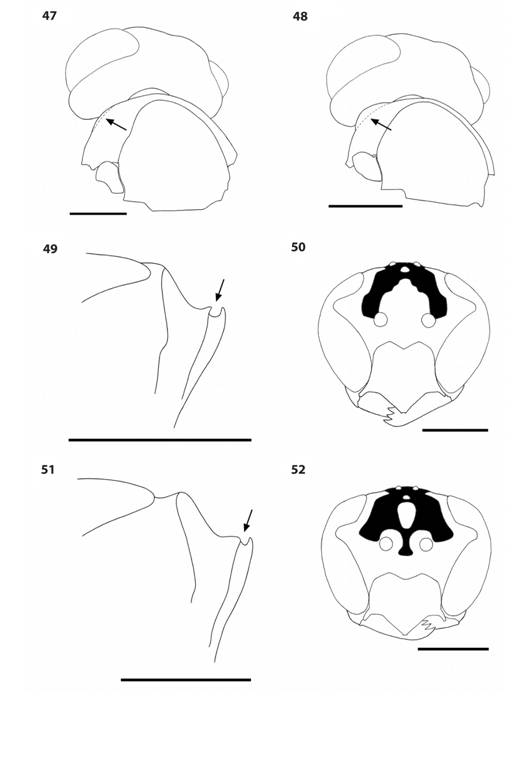 Mischocyttarus species. 47-48. Head and anterior mesosoma, oblique posterodorsal view, of M. pallidipectus (47) with pronotal carina weak laterally (arrow) and M. costaricensis (48) with pronotal carina forming a raised shoulder (arrow). 49.M. basimacula pronotum, lateral view, showing deep furrow on anterior margin (arrow). 50.M. basimacula frons and vertex color pattern, anterior view. 51.M. costaricensis pronotum, lateral view, showing shallow furrow on anterior margin (arrow). 52.M. costaricensis frons and vertex color pattern, anterior view.