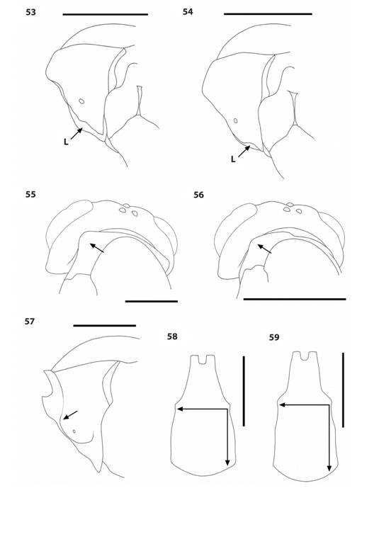 Agelaia species. 53-54. Pronotum, lateral view, showing lamella (L) on anterior margin of A. pleuralis (53) and A. cajennensis (54). 55-56. Head and anterior mesosoma, oblique posterodorsal view, showing angular lateral margin (arrow) of pronotal carina in A. angulicollis (55) and more rounded lateral marigin (arrow) in A. areata (56). 57.A. xanthopus pronotum, lateral view, showing strongly raised pronotal carina (arrow). 58-59. First metasomal tergum, dorsal view, showing relative width (horizonal arrrow) vs length (vertical arrow) of area behind spiracles in A. areata (58) and A. yepocapa (59).