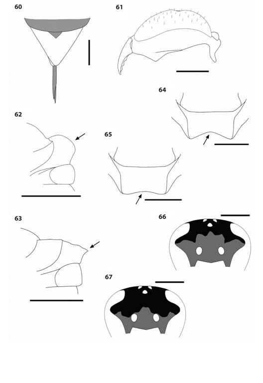Apoica, Brachygastra and Chartergellus species. 60.A. pallida sixth metasomal tergum color pattern, dorsal view. 61.A. pallida left eye, posterolateral view, showing hairs. 62-63. Scutellum, lateral view, showing rounded margin (arrow) in B. scutellaris (62) and angular margin (arrow) in B. mellifica (63). 64-65. Scutellum, dorsal view, showing emarginate posterior edge (arrow) in B. lecheguana (64) and weakly emarginate posterior edge (arrow) in B. mellifica (65). 66-67. Frons color pattern, anterior view, in C. golfitensis (66) and C. atectus (67).