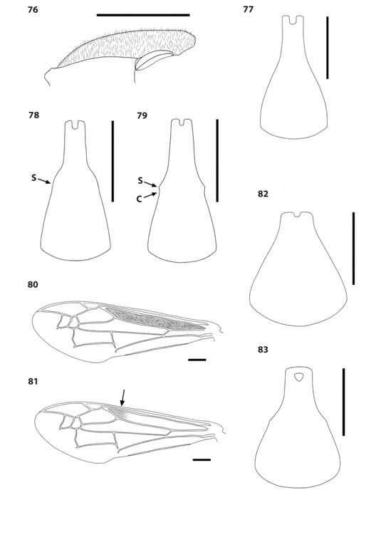 Polybia species. 76.P. emaciata mesoscutum, lateral view, showing short erect hairs. 77-79. First metasomal tergum, dorsal view, of P. nidulatrix (77), P. bistriata (78) and P. selvana (79) showing spiracular area (S) and concavity (C). 80-81. Fore wing basal cell color pattern in P. raui (80) and P. ignobilis (81). 82-83. First metasomal tergum, dorsal view, of P. bifasciata (82) and P. barbouri (83).