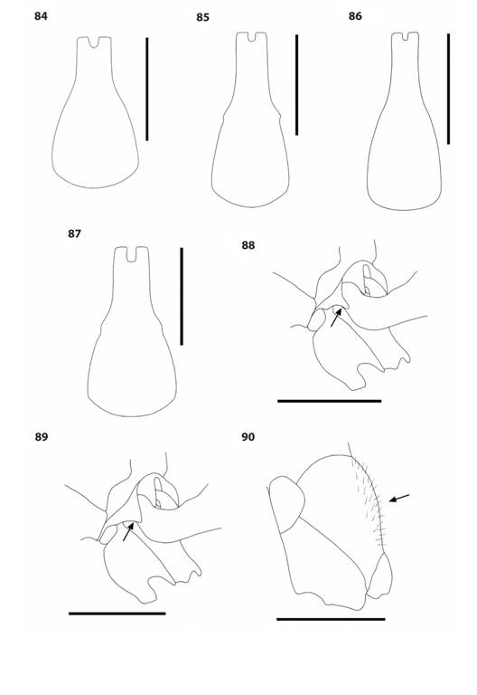 Polybia species. 84-87. First metasomal tergum, dorsal view. of P. scrobalis (84), P. plebeja (85), P. belemensis (86), and P. occidentalis (87). 88-89. Shape of the propodeal valvula (arrow), oblique posterior view, of P. bifasciata (88) and P. barbouri (89). 90.P. occidentalis propodeum, lateral view, showing conspicuous hairs.