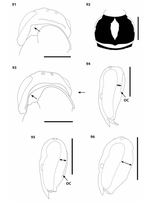 Protopolybia species. 91.P. wheeleri, head and anterior mesosoma, oblique posterodorsal view, showing pointed anterior lateral margin of pronotum (arrow). 92.P. wheeleri second metasomal tergum color pattern, dorsal view. 93.P. picteti, head and anterior mesosoma, oblique posterodorsal view, showing rounded anterior lateral margin of pronotum (arrow). 94-96. Head, lateral view, showing width of gena (arrow) and occipital carina (OC) in P. fuscatus (94), P. panamensis (95) and P. acutiscutis (96).
