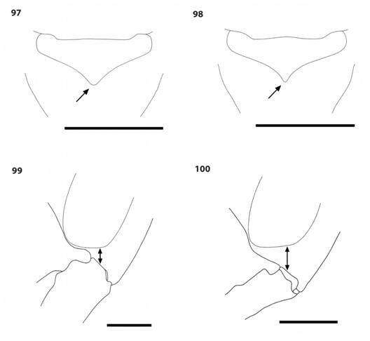 Protopolybia and Synoeca species. 97-98. Metanotal process, posterodorsal view, in P. chartergoides (97) and P. panamensis (98). 99-100. Malar space (arrow), oblique anterior view, in S. chalibea (99) and S. septentrionalis (100).