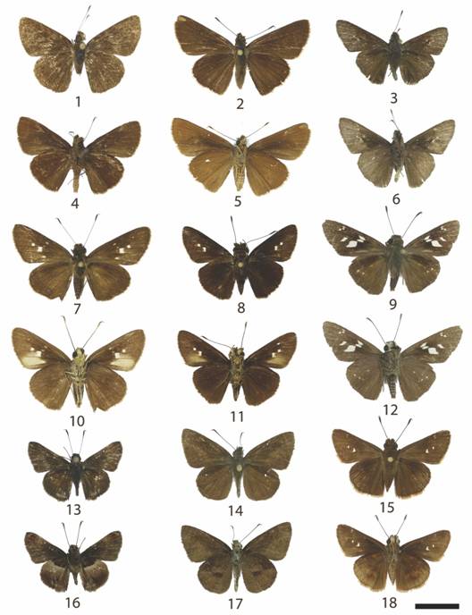 10. Hesperiinae 2: 1: Papias dictys (d), 2: Papias subcostulata (♀d), 3: Mucia zygia (d), 4: Papias subcostulata (♂v), 5: Papias subcostulata (♀v), 6: Mucia zygia (v), 7: Cynea cynea (♀d), 8: Cynea cynea (♂d),9: Rhinthon osca (d), 10: Cynea cynea (♀v), 11: Cynea cynea (♂v), 12: Rhinthon osca (v), 13: Remella rita (d), 14: Synapte salenus (d), 15: Quinta cannae (d), 16: Remella rita (v), 17: Synapte salenus (v), 18: Quinta cannae (v).