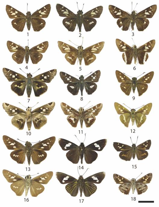 11. Hesperiinae 3: 1: Vacerra lacheres (♀d), 2: Vacerra egla (♂d), 3: Vacerra caniola (d), 4: Vacerra lacheres (v), 5: Vacerra egla (v), 6: Vacerra caniola (v), 7: Thespieus dalman (d), 8; Thespieus macareus (d), 9: Niconiades nikko (d), 10: Thespieus dalman (v), 11: Thespieus macareus (v), 12: Niconiades nikko (v), 13: Calpodes ethlius (d), 14: Synale cynaxa (d), 15: Halotus rica (d), 16: Calpodes ethlius (v), 17: Synale cynaxa (v) y 18: Halotus rica (v).