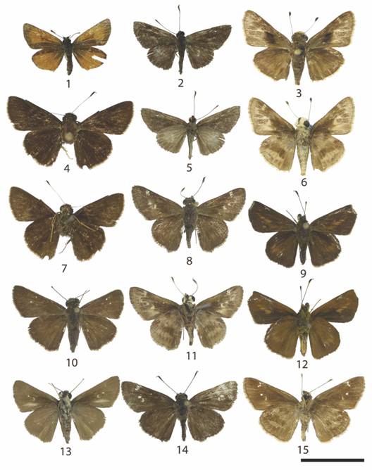 Hesperiinae 4: 1: Ancyloxypha arene (d), 2: Callimormus juventus (d), 3: Pompeius pompeius (d), 4: Mnasitheus sp. (d), 5: Callimormus juventus (v), 6: Pompeius pompeius (v), 7: Mnasitheus sp. (v), 8: Polites vibex vibex (d), 9: Corticea lysias lysias (d), 10: Conga chydaea (d), 11: Polites vibex vibex (v), 12: Corticea lysias lysias (v), 13: Conga chydaea (v), 14: Cymaenes odilia trebius (d), 15: Cymaenes odilia trebius (v).