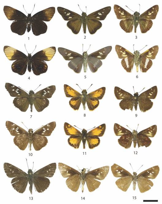 13. Hesperiinae 5: 1: Dion gemmatus (d), 2: Panoquina evadnes (d), 3: Oxynthes corusca (d), 4: Dion gemmatus (v), 5: Panoquina evadnes (v), 6: Oxynthes corusca (v), 7: Naevolus orius (d), 8: Buzyges rolla (♂d), 9: Poanes zabulon (♀d), 10, Naevolus orius (v), 11: Poanes zabulon (♂d), 12: Poanes zabulon (♀v), 13: Cobalopsis nero (♂d), 14: Cobalopsis nero (♂v), 15: Cobalopsis nero (♀v).