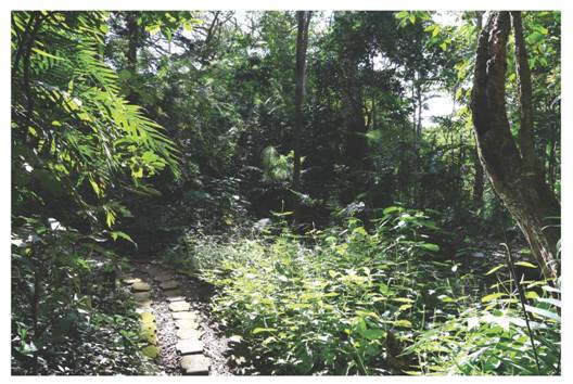 Interior view of the reserve with detail of the trail used as transect (picture: Ricardo Murillo).