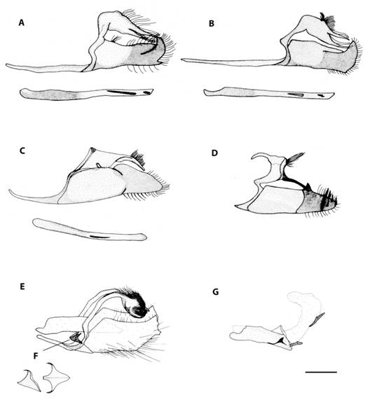 Male genitalia of a) Papias dictys. b) Papias subcostulata. c) Bolla brennus. d)Staphylus ascalaphus.e)Buzyges rolla.f) juxta detail of B. rolla and g) aedeagus with everted vesica of B. rolla.