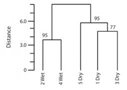 Cluster tree showing distances among seasons for skipper butterflies in Reserva Ecol&oacute;gica Leonelo Oviedo. Using Jaccard index with Ward minimum variance junction procedure. Numbers on branches indicate the approximately unbiased (AU) significance level as percentages (P = 1-AU/100).