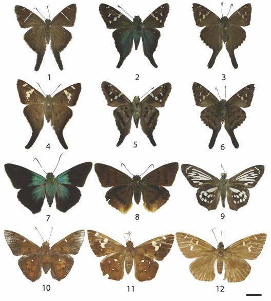 Eudaminae: 1: Urbanus teleus (d), 2: Urbanus esta (d), 3: Urbanus dorantes (d), 4: Polythrix mexicanus (d), 5: Urbanus esta (v), 6: Urbanus dorantes (v), 7: Astraptes alardus (d), 8: Astraptes anaphus (d), 9: Phanus marshalli (d), 10: Dyscophellus porcius (♂d), 11: Dyscophellus porcius (♀d), 12: Dyscophellus p. phraxanor (♀d).