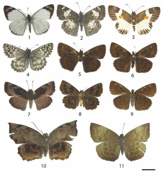 8. Pyrginae: 1: Heliopetes alana (d), 2: Xenophanes tryxus (d), 3: Atarnes sallei (d), 4: Pyrgus oileus (d), 5: Bolla brennus (♂d), 6: Bolla brennus (♀d), 7: Pythonides zera (♂d), 8: Staphylus ascalaphus (♀d), 9: Bolla brennus (♀v), 10: Achlyodes busirus (d), 11: Achlyodes pallida (d).
