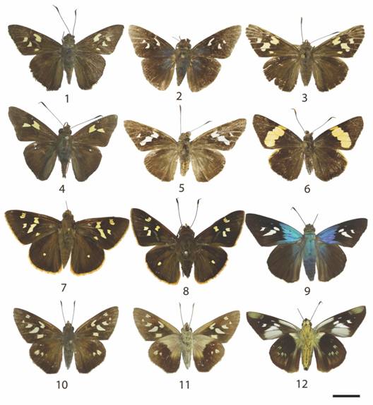 9. Hesperiinae 1: 1: Perichares philetas adela (♂d), 2: Perichares deceptus (♂d), 3: Perichares deceptus (♀d), 4: Perichares lotus (♂d), 5: Perichares lotus (♀d), 6: Lychnuchoides saptine (d), 7: Talides sinois (♀d), 8: Talides sinois (♂d), 9: Thracides phidon (d), 10: Saliana esperi (d), 11: Saliana esperi (v), 12: Thracides phidon (v).