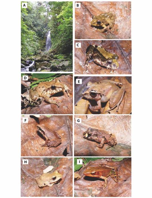 Riparian forest in Reserva San Ram&oacute;n (Sendero Catarata trail) (A). Common leaf-litter anurans in the Reserva San Ram&oacute;n: Pristimantis cruentus (B, C), Craugastor fitzingeri (D), Craugastor crassidigitus (E), Craugastor cf. stejnegerianus (F), Craugastor bransfordii (G), Pristimantis ridens (H) and Lithobates warszewitschii (I). Photos by V&iacute;ctor Acosta-Chaves.