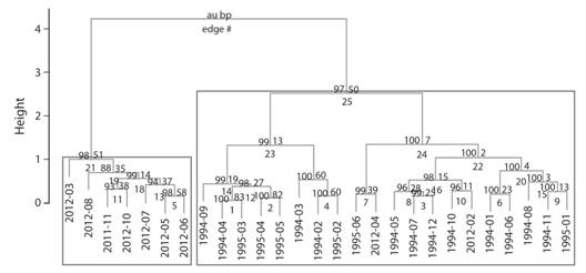 Cluster dendrogram with AU (left) / BP(right) values (%) of dissimilarity between leaf-litter amphibian surveys (year and month) carried on in 1994-95 and 2011-12 in the San Lorencito River Station. Rectangles indicate clusters with AU &ge; 95.
