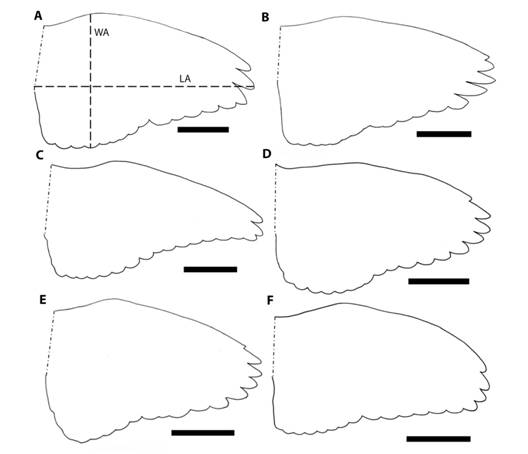 Ejemplos del contorno del ala de cada g&eacute;nero de paloma. (A) Patagioenas flavirostris, (B) P. nigrirostris, (C) Zenaida asiatica, (D) Leptotila verreauxi, (E) L. cassini, y (F) Geotrygon montana. La barra negra representa 5 cm. LA: distancia (cm) entre la punta y la base del ala extendida en la posici&oacute;n natural de vuelo. WA: distancia m&aacute;xima (cm) perpendicular a LA entre el borde de ataque y de salida del ala en la posici&oacute;n natural de vuelo.