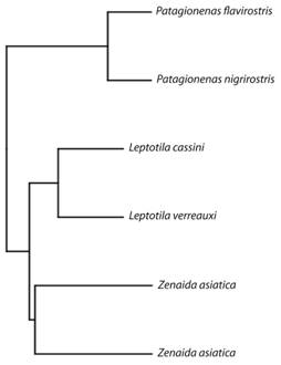 Relaciones filogen&eacute;ticas entre las seis especies de palomas (Columbidae) neotropicales utilizadas para relacionar la morfolog&iacute;a alar y vuelo. El &aacute;rbol de consenso filogen&eacute;tico fue construido utilizando la regla de la mayor&iacute;a del 50 % con el programa Mesquite 3.04 (Maddison & Maddison, 2015) y derivado de 10 000 &aacute;rboles obtenidos de birdtree.org y generados siguiendo los m&eacute;todos de construcci&oacute;n propuestos y explicados por Jetz, Thomas, Joy, Hartmann, & Mooers (2012).