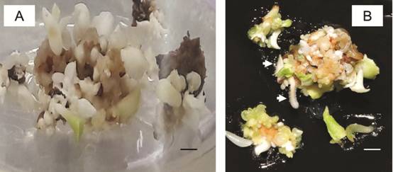 Plant regeneration via SE from cotyledons of Swietenia macrophylla.A. Somatic embryos at different developmental stages. B. Mature somatic embryos with shoots and roots (arrows). Bar: 1 cm.