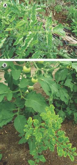 Tomato plants infected with the monopartite begomovirus Tomato yellow leaf curl virus (TYLCV) showing symptoms of curling and distortion in leaves (A) and of chlorosis and stunting of the plant (B).