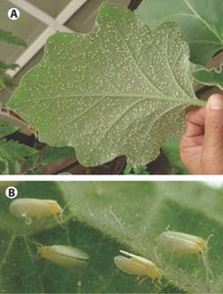 An infestation of Bemisia tabaci adults on eggplant (A), as well as a close-up of some individuals inserting their stylets into tomato leaf (B).