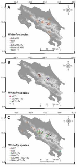 Locations of Costa Rica where Bemisia tabaci and Trialeurodes vaporariorum (Tv) have been collected and analyzed for species determination over time, in tomato, sweet and hot pepper crops, in open field or greenhouse facilities: 1998 (A), 2011-2012 (B) and 2015-2016 (C). Surveys in A and C included the whole national territory, whereas the one in B was restricted to the Central Valley. Acronyms for B. tabaci species are New World (NW), Middle East-Asia Minor 1 (MEAM1), and Mediterranean (MED) and for T. vaporariorum (Tv).