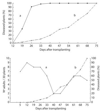 Contrast between epidemics of Tomato yellow mottle virus (ToYMoV) in new plots planted close to (a) or far away from (b) old tomato fields (A), as well as numbers of Bemisia tabaci adults sampled on an upper leaf of a tomato plant (a) and incidence of ToYMoV (b), in Costa Rica (B) (After Hilje, 2007).