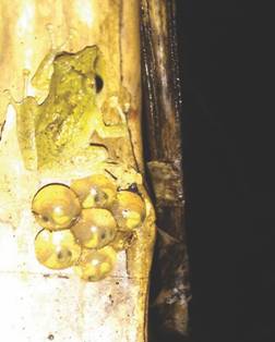 A male Platymantis hazelae found near an egg clutch (Photo by E. Zosima: 20 January 2017 ~7:00 pm) in Balinsasayao Twin Lakes Natural Park, Negros Island, Philippines.