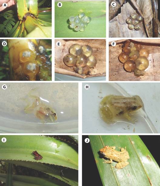 Eggs and froglets of Platymantis hazelae hatching from egg capsules A) egg clutch found in Pandanus leaf axil; B) newly deposited eggs with fungal infestation; C) egg clutch with developing froglets attached to dried banana leaf; D) close-up of developing froglets in A; E) egg clutch with first hatched froglet with emerging head; F) hatched froglets; G)close-up of youngest froglet showing transparent integument; H)froglet 3-5 days after hatching; I) fully metamorphosed froglet perched on Pandanus leaf; J) juvenile Platymantis hazelae perched at night on palm leaf) in Balinsasayao Twin Lakes Natural Park, Negros Island, Philippines.