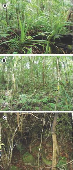 Forest zones: A) montane, B) submontane, C) lowland) in Balinsasayao Twin Lakes Natural Park, Negros Island, Philippines.