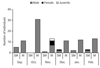 Abundance of Platymantis hazelae according to sex classes in submontane (SM) and montane (M) zones from September 2016 to February 2017 (absent in lowland sites) in Balinsasayao Twin Lakes Natural Park, Negros Island, Philippines.