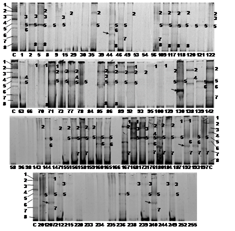 Perfiles de bandas en PCR-DGGE de las especies de Bifidobacterias presentes en muestras humanas fecales. C: Patr&oacute;n de bandas donde 1: Bifidobacterium longum, 2: B adolescentis, 3: B. dentium, 4: B. pseudolongum subsp. globosum, 5: B. lactis, 6: B. animalis subsp. lactis, 7: B. ruminantium y 8: Bifidobacterium sp. Los n&uacute;meros en cada perfil corresponden a su banda homologa en el patr&oacute;n. Las flechas indican bandas con marcada intensidad en algunas muestras que no est&aacute;n en el patr&oacute;n.