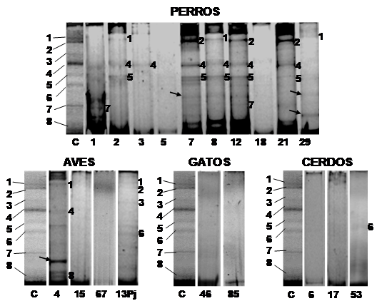 Perfiles de bandas en PCR-DGGE de las especies de Bifidobacterias presentes en muestras fecales de animales dom&eacute;sticos. C: Patr&oacute;n de bandas donde 1: Bifidobacterium longum, 2: B adolescentis, 3: B. dentium, 4: B. pseudolongum subsp. globosum, 5: B. lactis, 6: B. animalis subsp. lactis, 7: B. ruminantium y 8: Bifidobacterium sp. Los n&uacute;meros en cada perfil corresponden a su banda homologa en el patr&oacute;n.