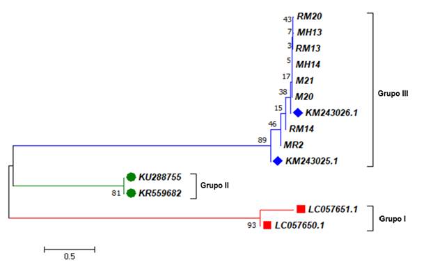 Secuencias de los fragmentos del gen B1 de T. gondii obtenidas de los murciélagos capturados en sitios de Yucatán y Campeche, México. Los aislados del presente estudio corresponden a los prefijos RM, MH y M, relacionadas con el genotipo (grupo) tres (III) de T. gondii. Las longitudes de rama están en las mismas unidades que las distancias evolutivas utilizadas para inferir el árbol filogenético. Se muestra el árbol óptimo con la suma de longitud de rama igual a 6.70649030. El análisis involucró un total de 14 secuencias de nucleótidos y 143 posiciones en el conjunto final de datos. Las secuencias de referencia en el grupo III (KM) fueron aisladas de Mytilus californianus. Las secuencias del grupo II (KU y KR) fueron aisladas de Myrmecophaga tridactyla y Phalacrocorax carbosinensis, respectivamente. Las secuencias del grupo I (LC) fueron aisladas de seres humanos.