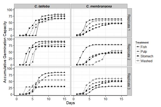 Accumulated germination capacity (percentage) of Cecropia latiloba (left) and Cecropia membranacea (right) seeds under the different treatments.