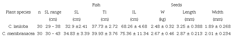 Morphometric parameters of Colossoma macropomum individuals and seed length and width (mean &plusmn; SD) of Cecropia species used for feeding trials