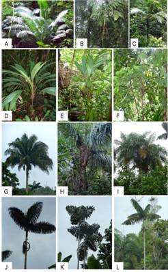 Ejemplo de especies de palmas de sotobosque (A - F) y dosel (G - L) que crecen en los bosques del Choc&oacute; biogeogr&aacute;fico. (A) Phytelephas macrocarpa, (B) Chamaedorea allenii, (C) Bactris barronis, (D) Geonoma cuneata, (E) Chamaedorea deneversiana, (F) Aiphanes tricuspidata, (G) Attalea colenda, (H) Astrocaryum standleyanum, (I) Bactris gasipaes var. chichagui, (J) Iriartea deltoidea, (K) Socratea exorrhiza, (L) Wettinia quinaria. Fig. 2. Examples of palm species of the understory (A - F) and canopy (G - L) that grow in the Choc&oacute; region&rsquo;s forests. (A) Phytelephas macrocarpa, (B) Chamaedorea allenii, (C) Bactris barronis, (D) Geonoma cuneata, (E) Chamaedorea deneversiana, (F) Aiphanes tricuspidata, (G) Attalea colenda, (H) Astrocaryum standleyanum, (I) Bactris gasipaes var. chichagui, (J) Iriartea deltoidea, (K) Socratea exorrhiza, (L) Wettinia quinaria.