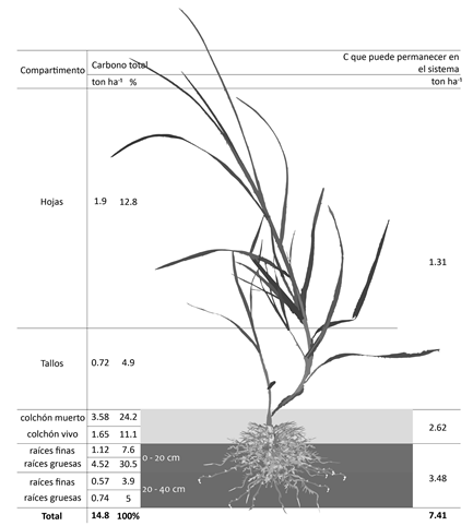 Carbono del pasto kikuyo (C. clandestinus) en los diferentes compartimentos evaluados.