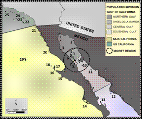 Genetic division of California sea lion (Zalophus californianus) population in Mexico and California (US) (Maldonado et al. 1995): US California, Baja California and Gulf of California; Gulf of California eco-region subdivision (Szteren & Aurioles-Gamboa 2011): Northern, Angel De La Guarda, Central And Southern Gulf; rookeries distribution: 1. Rocas Consag, 2. San Jorge Island, 3. Lobos Island , 4. Granito Island, 5. Los Cantiles, 6. Los Machos, 7. El Partido, 8. El Rasito, 9. San Esteban, 10. San Pedro M&aacute;rtir, 11. San Pedro Nolasco, 12. Farall&oacute;n de San Ignacio, 13. Los Islotes, 14. Santa Margarita Island, 15. Asunci&oacute;n Island, 16. Navidad Island, 17. Cedros Island, 18. San Benito Islands, 19. Guadalupe Island, 20. San Jer&oacute;nimo Island, 21. Los Coronados Island, 22. San Clemente Island, 23. San Nicolas Island, 24. Santa Barbara Island, 25. San Miguel Island. 