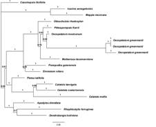 Bayesian inference tree.